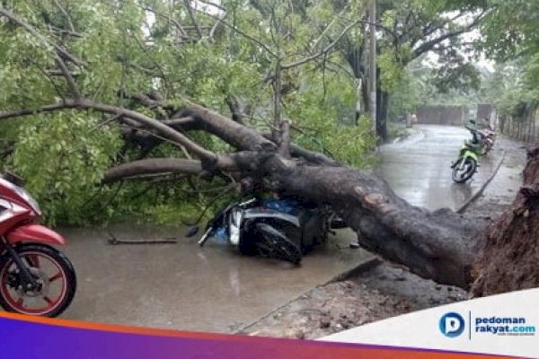 Menepi di Jalan, Pasangan Kakek-Nenek di Makassar Tertimpa Pohon Tumbang