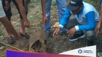 Dua Ekor Gajah Ditemukan Tinggal Tulang di Perkebunan Kelapa Sawit