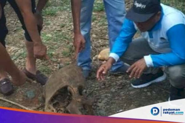 Dua Ekor Gajah Ditemukan Tinggal Tulang di Perkebunan Kelapa Sawit