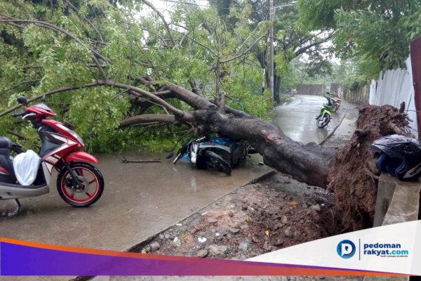 Sepekan, Pohon Tumbang di Makassar Timpa Rumah Warga hingga Pete-pete dan Motor