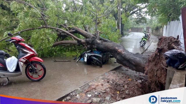 Sepekan, Pohon Tumbang di Makassar Timpa Rumah Warga hingga Pete-pete dan Motor