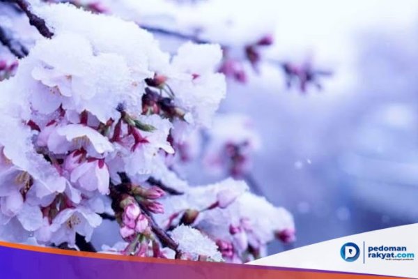 Bunga Sakura Mekar di Musim Salju saat Pandemi Virus Corona COVID-19