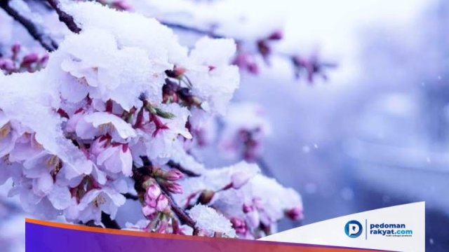 momen-langka-bunga-sakura-mekar-di-musim-salju-saat-pandemi-virus-corona-covid-19-(int)
