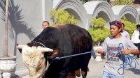 Sapi Kurban Dibeli Jokowi Mencapai Rp90 Juta, Beratnya 1 Ton