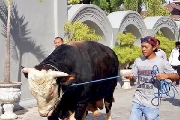 Sapi Kurban Dibeli Jokowi Mencapai Rp90 Juta, Beratnya 1 Ton