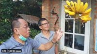 Candaan Said Didu, Pisang Anti Corona Hasil Temuan Rocky Gerung
