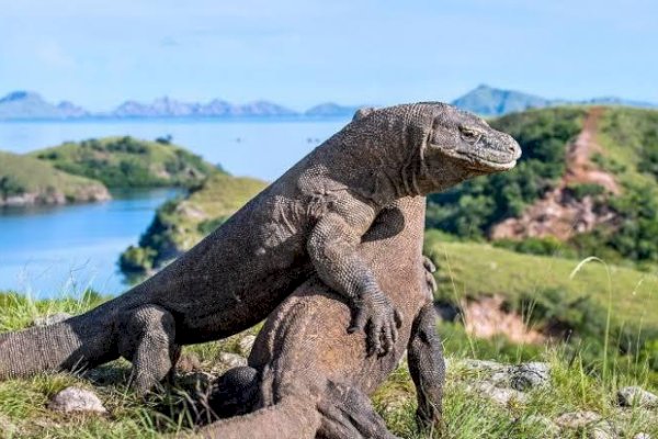 Pembangunan Jurassic Park di Pulau Rinca, Antara Ancaman dan Harapan Komodo