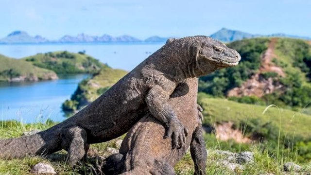 Pembangunan Jurassic Park di Pulau Rinca, Antara Ancaman dan Harapan Komodo