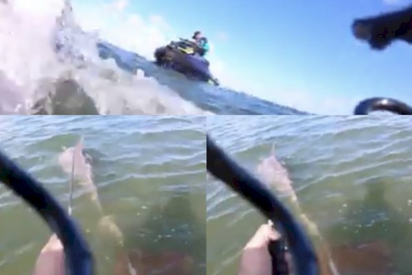 Main Jet Ski, Pria Ini Selamatkan Lumba-lumba Terjebak Jaring Ikan