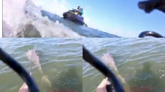 Cuplikan video seekor lumba-lumba diselamatkan 