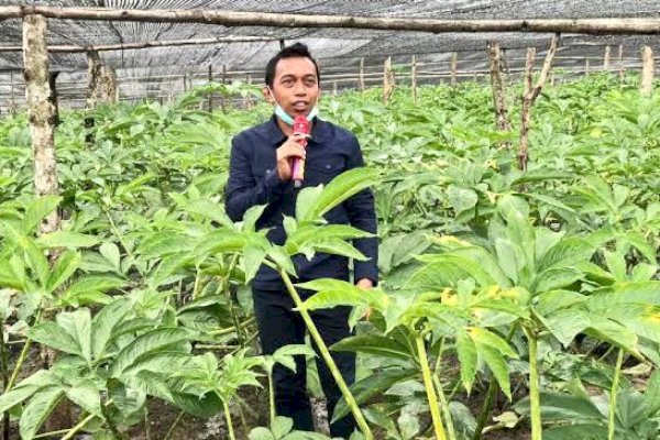 Begini Cara Pimpinan DPRD Sulsel dari NasDem Syaharuddin Tingkatkan Pendapatan Petani di Sidrap