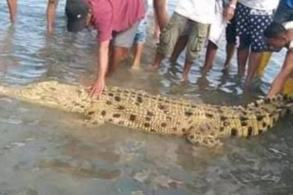 VIDEO: Buaya Besar Tertangkap di Pantai, Warga Malah Asyik Nobar Jarak Dekat