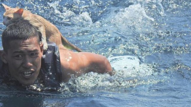 Detik-detik Personel AL Rela Berenang Selamatkan 4 Kucing dari Kapal Tenggelam