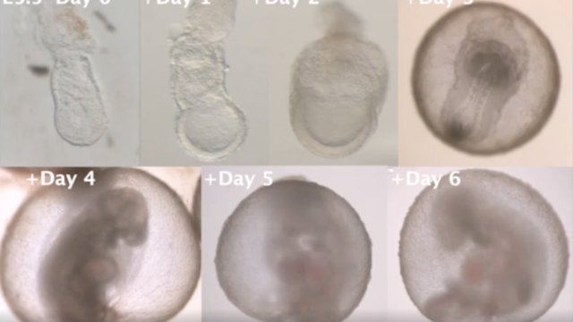 Embrio tikus yang dikembangkan dalam rahim buatan. Penelitian ini dilakukan ilmuwan Israel. 