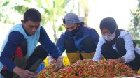 Harga Cabai Masih Tinggi, Kementan Tegaskan Tak Perlu Impor