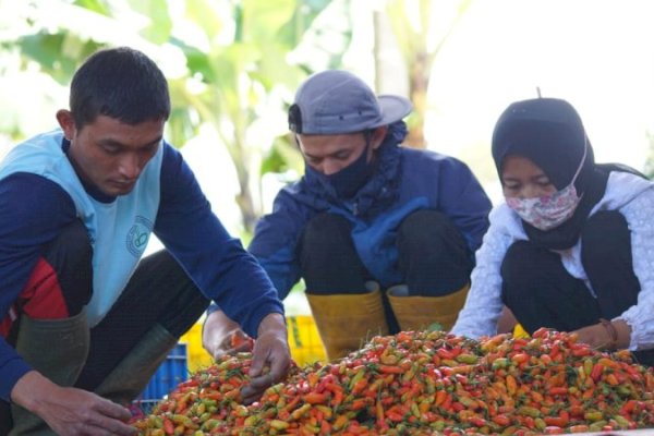 Harga Cabai Masih Tinggi, Kementan Tegaskan Tak Perlu Impor