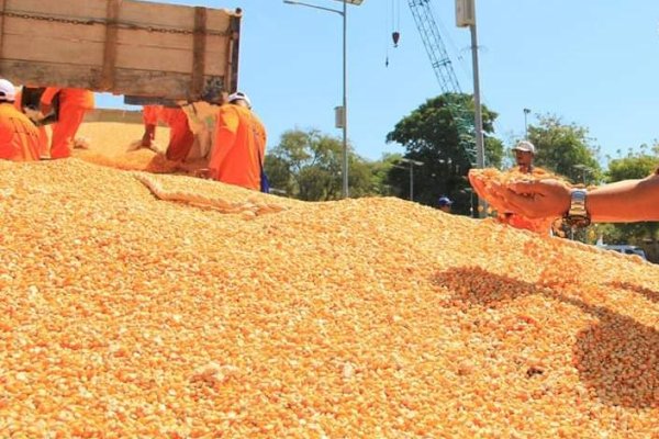 Redam Anomali Harga, Kementan Dorong Industri Pakan Ternak Serap Jagung Petani