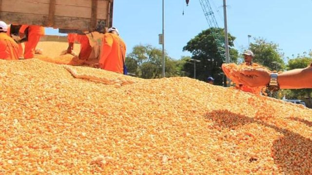 Redam Anomali Harga, Kementan Dorong Industri Pakan Ternak Serap Jagung Petani