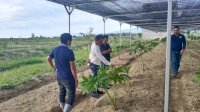 Menengok Budidaya Porang di Sulteng, Komitmen NasDem Dukung Ketahanan Pangan