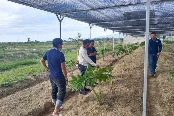 Menengok Budidaya Porang di Sulteng, Komitmen NasDem Dukung Ketahanan Pangan