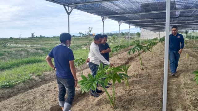 Sekretaris DPW NasDem Sulsel, Syaharuddin Alrif, meninjau lahan budidaya porang di Kecamatan Dolo, Kota Rindau, Kabupaten Sigi, Sulawesi Tengah, Jumat (2/4/2021).