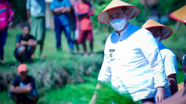 Ikut Melumpur di Sawah Bareng Petani, Bupati Pangkep Tanam Benih Padi IR 42