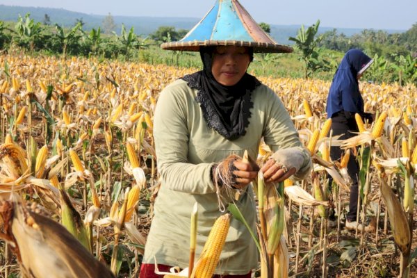 Kementan Pastikan Harga Jagung Stabil