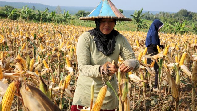 Petani jagung sedang memanen. Kementan RI pastikan harga jagung stabil. (Foto: Kementan RI).