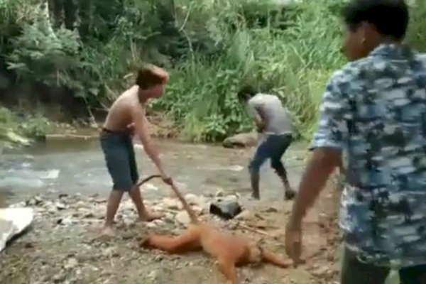 Viral, Video Penganiayaan Hewan Langka di Sumbar, Polisi Tangkap 6 Pelaku