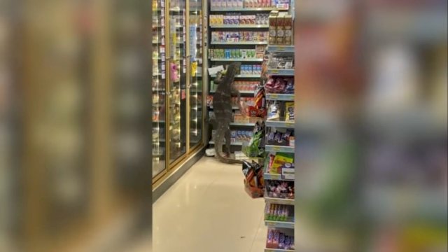 VIRAL! Biawak Raksasa Muncul Tiba-tiba di Supermarket, Lihat Endingnya