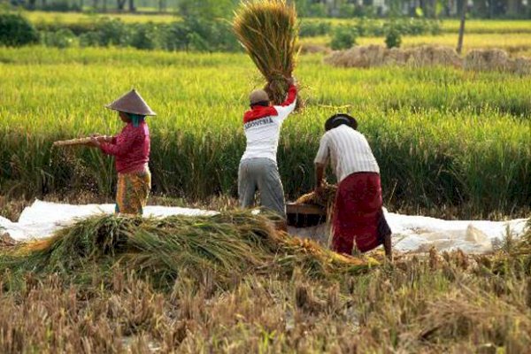 Para Ekonom dan Akademisi Yakin Sektor Pertanian Terus Tumbuh Positif di Kuartal II