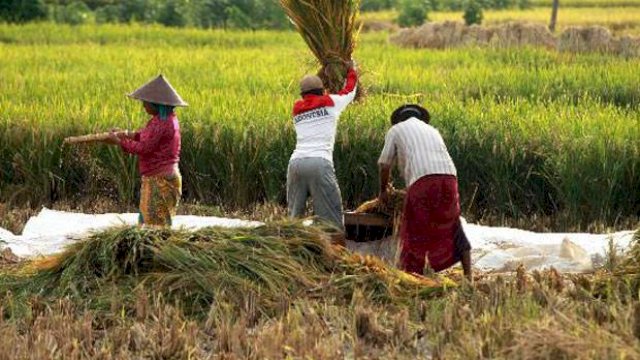 Para Ekonom dan Akademisi Yakin Sektor Pertanian Terus Tumbuh Positif di Kuartal II