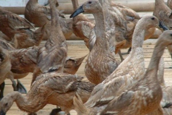 Sungguh Terlalu Pejabat Ini, Bahkan Pengadaan Hewan Bebek pun Dikorupsi