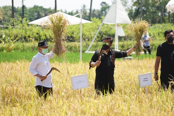 Top! Indonesia Rangking 3 sebagai Penghasil Beras Terbesar di Dunia