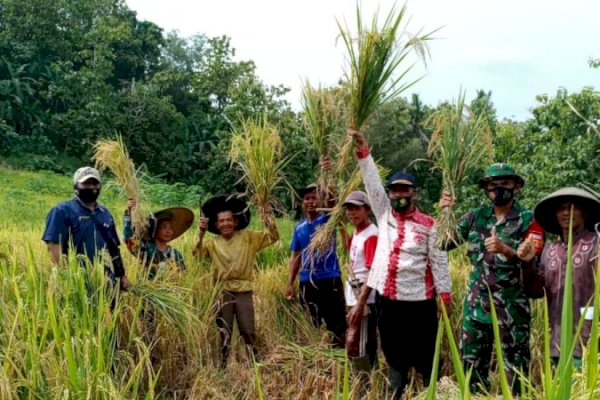 Panen Perdana Program PATB Padi di Cilacap Memuaskan, Petani Haturkan Terimakasih