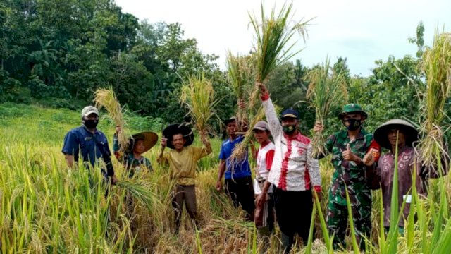 Panen Perdana Program PATB Padi di Cilacap Memuaskan, Petani Haturkan Terimakasih