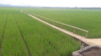 BPS Sebut Potensi Produksi Padi Naik Tajam Tahun 2021