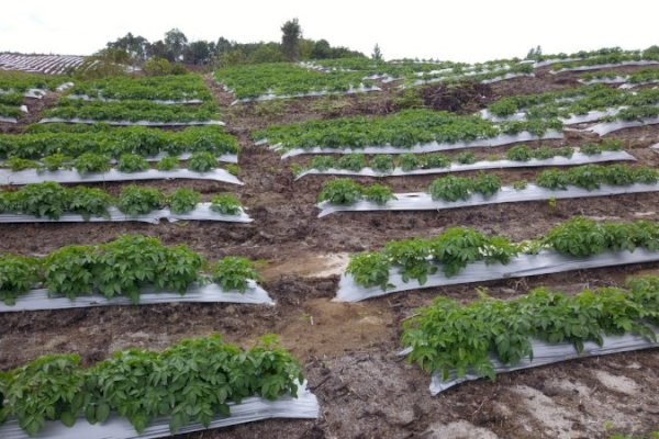 Masuk Masa Panen, Bawang dan Kentang Food Estate Sumatera Utara Siap Diserap