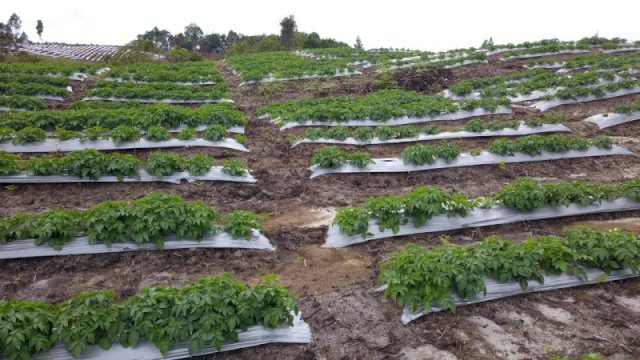 Masuk Masa Panen, Bawang dan Kentang Food Estate Sumatera Utara Siap Diserap