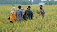 Mentan SYL Panen dan Serap 25.000 Ton Gabah Petani Jombang