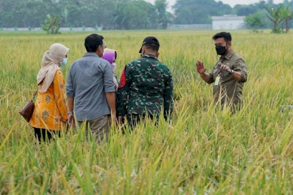 Mentan SYL Panen dan Serap 25.000 Ton Gabah Petani Jombang