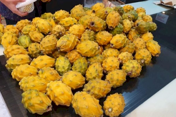 Varietas Baru Buah Naga Warna Kuning, Ini Pejelasannya
