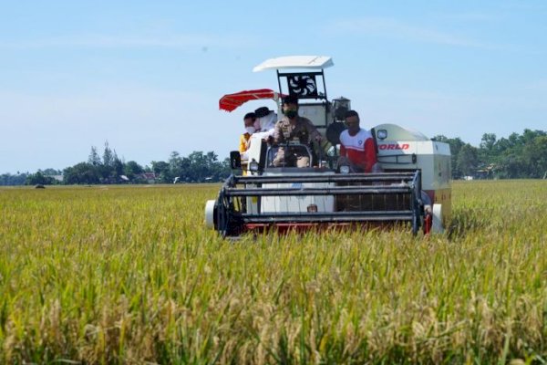 Inilah 10 Provinsi Tingkat Produksi Beras Terbanyak