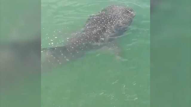 Penampakan fenomena langka hiu paus yang muncul di dermaga Politeknik Pelayaran Barombong, Makassar.