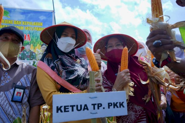 Ketua TP PKK Pangkep Petik Jagung di Panen Raya Desa Maggalung