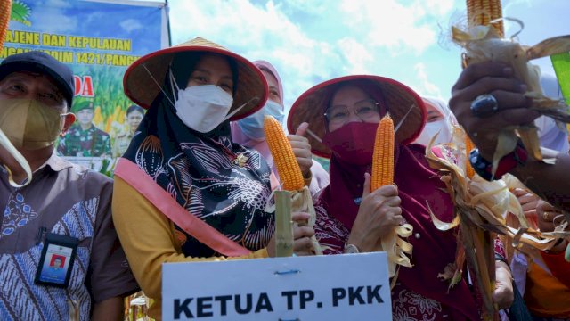 Ketua TP PKK Pangkep Petik Jagung di Panen Raya Desa Maggalung