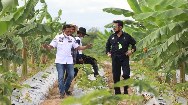 Mentan RI, Syahrul Yasin Limpo (kanan) dan petani milenial, Syaharuddin Alrif (kiri) saat meninjau budidaya porang di Kabupaten Sidrap, Sulawesi Selatan.