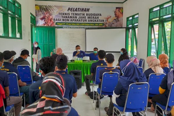 Distan Kabupaten Luwu Beri Pelatihan Warga Menanam Jahe