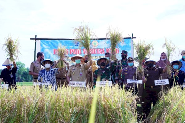 Bupati Yusran Panen Padi Varietas M70D di Barabatu
