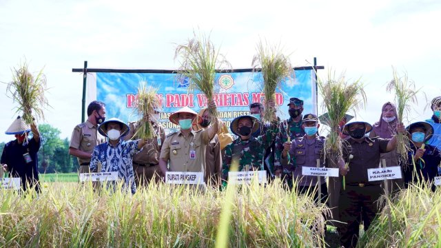 Bupati Yusran Panen Padi Varietas M70D di Barabatu